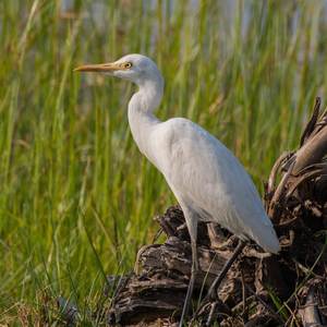 Arpeggi (Live at Ascot Brewing Co)