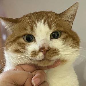 狂野想乡（翻唱版）