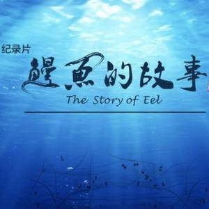 《鳗鱼的故事》主题音乐