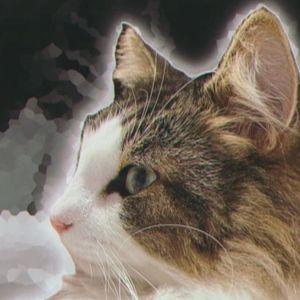 小猫什么都知道