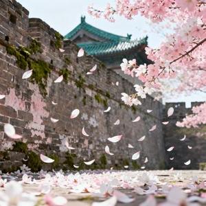 花落城中如你回眸 马蹄远去你的温柔