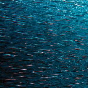 FISHGAME 13 (feat. Mac Pato)