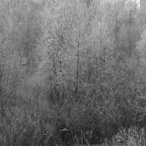 Tongue In Your Third Ear (Trafim Remix)