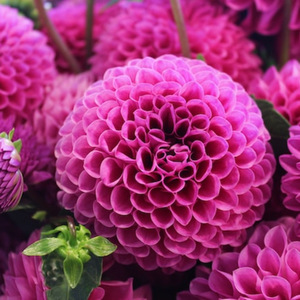 Cinta Yang Telah Musnah