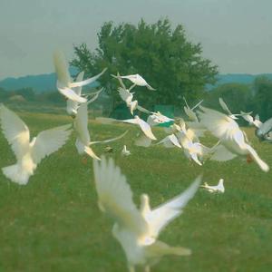 Euphoria（纯音乐）填词