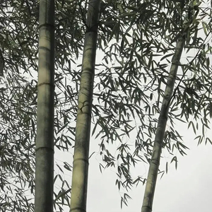 恋爱吧男孩    （翻自 赵偈康）