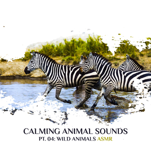 Animal ASMR (Monkeys at Night in the Savanna)