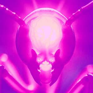 Harmonie der Gelben Spinnerameisen