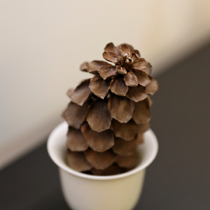 月亮代表我的心 (阿尔法脑波轻音乐)