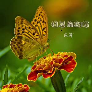 相思的蝴蝶
