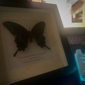 Butterfiy^-^[Prod By EVO MUSIC]