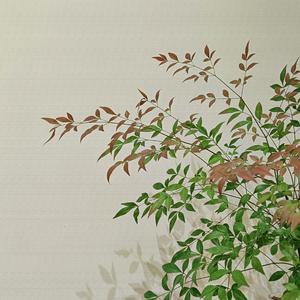 沧海一声笑 (餐厅背景音乐)