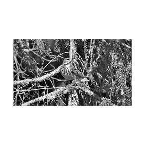 Metsäkirvinen (Audiophile Edition)