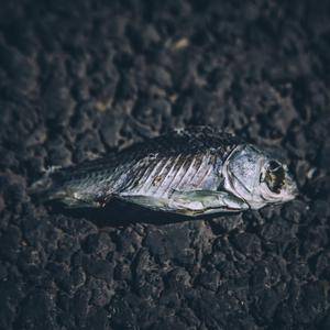 纯白(Prod.By Bizy)