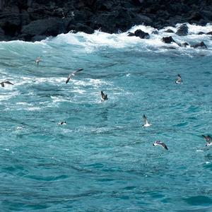 飞鸟爱上了鱼 DJ