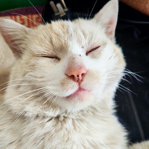 《我的猫不在家》