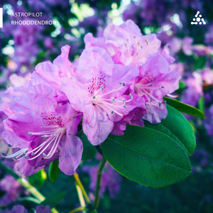 Rhododendron