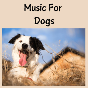 Classical Music For Dogs