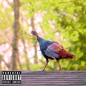 Wtfn Freestyle