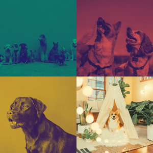 诗意的狗独自在家节奏