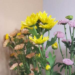 抱紧的月亮在我心头跳舞