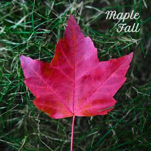 Maple Fall