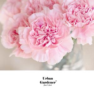 Pink Carnation
