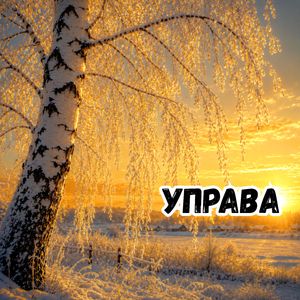 Белая берёза
