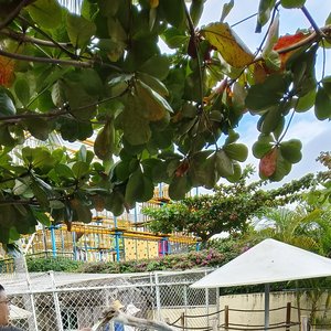 这才是真正的老婆饼