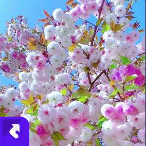 女人其实不好当 (现场)