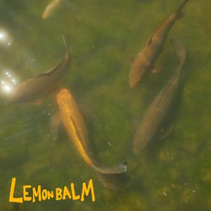 Lemon Balm (Acoustic)