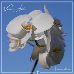 From Beneath the Ground