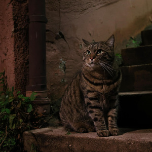 野良猫ブルース