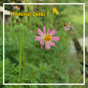 Thohirul qolbi