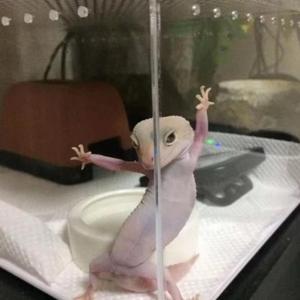 GOOD Night（翻自 Lil Ghost小鬼）