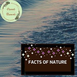 Pink Beach Ripple Orchestral Bass