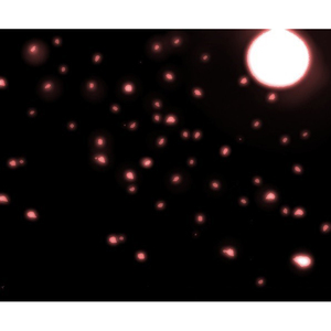 눈물은 벚꽃처럼