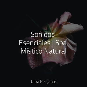 Reinando En Concentración