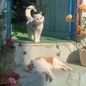 太聪明