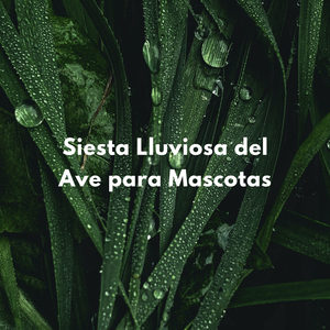 Llovizna Sueños Para Gatos