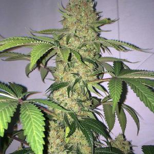 Free (Special Version)