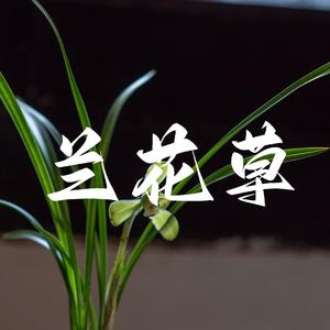 兰花草（DJ版）