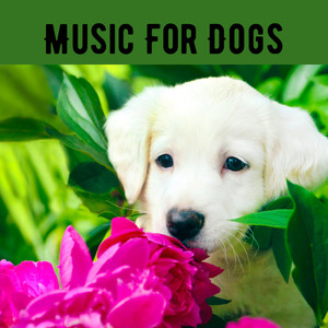 Music For Dogs