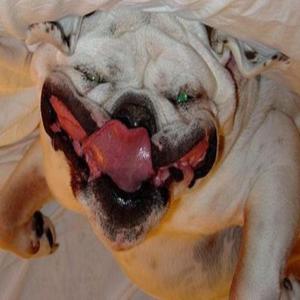 Fok de avondklok (Kansloze Remix)