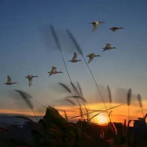 彩云追月(纯音乐)