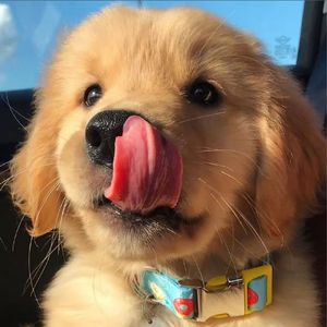 小狗(prod.by Morrow x IOF)