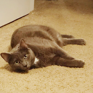 痒（Cover 黄龄）