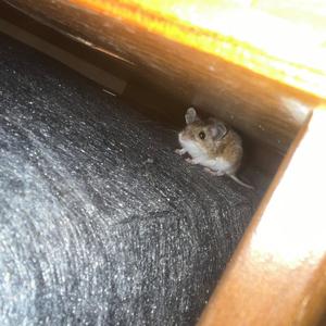 Diamant (Version longue)