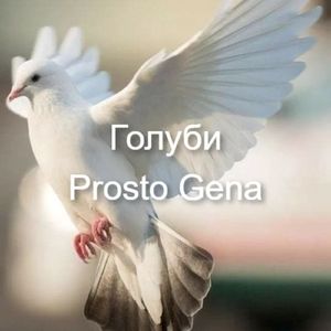 Голуби