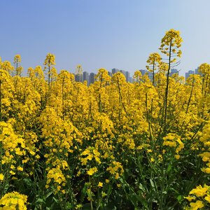 黄埔江边的少年.wav